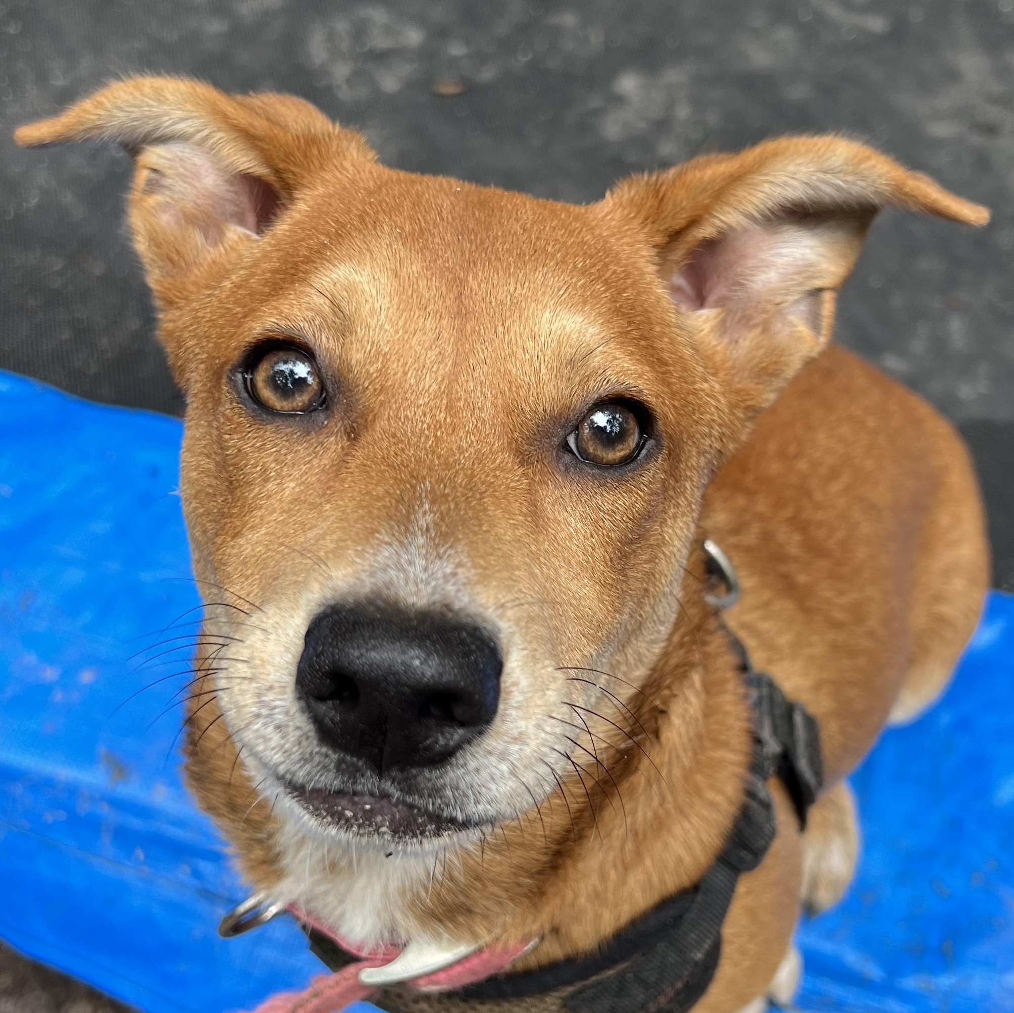 Bunny, Adoptable, Puppy Female Feist & Chihuahua.