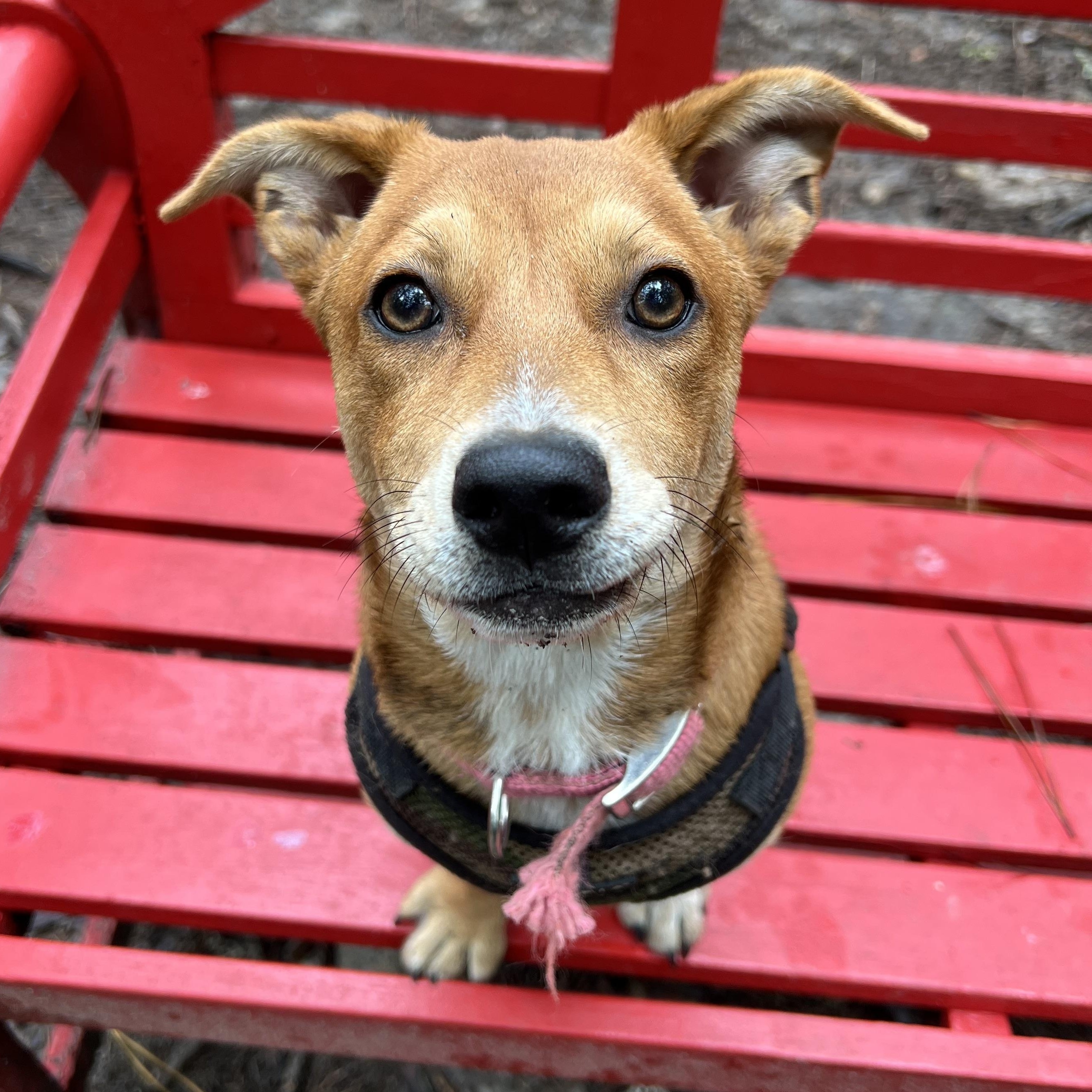 Enlarge Bunny, a Adoptable mixed breed in Cedar Mountain, NC image 6/6