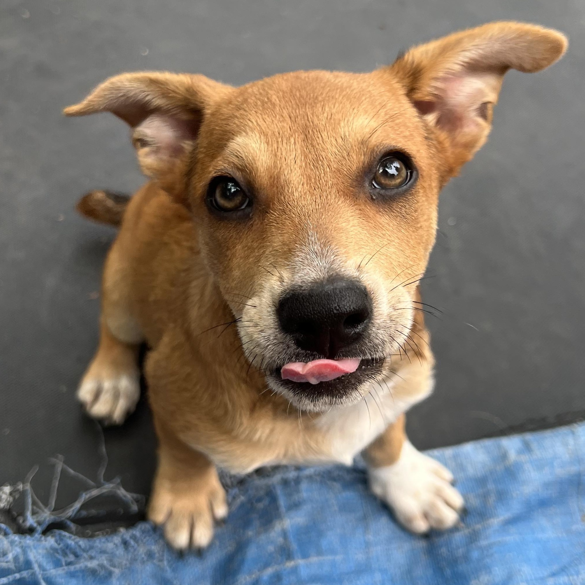 Enlarge Bunny, a ADOPTABLE mixed breed in Cedar Mountain, NC image 6/6