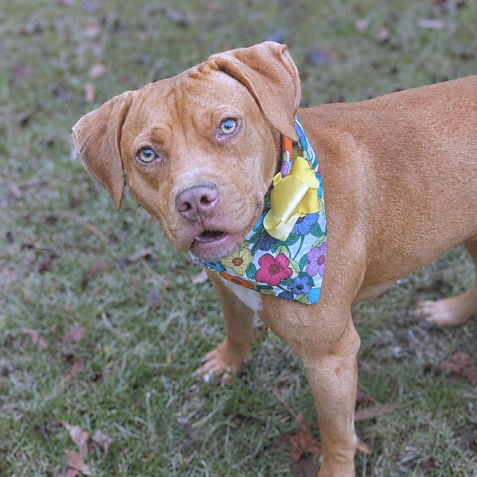 Goldie, adoptable, Adult Female Pit Bull Terrier & Mixed Breed.