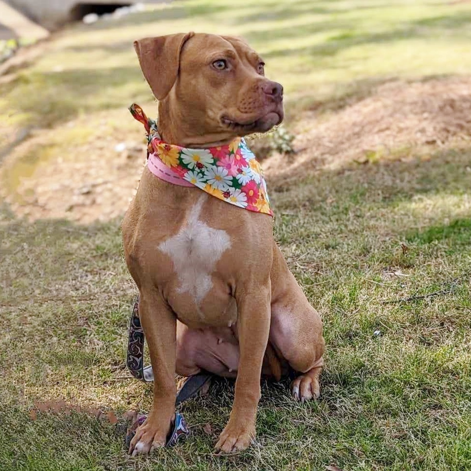 Goldie, an adoptable mixed breed in Helena, AL image 5/6