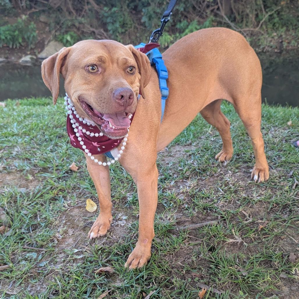 Enlarge Goldie, an adoptable mixed breed in Helena, AL image 2/6