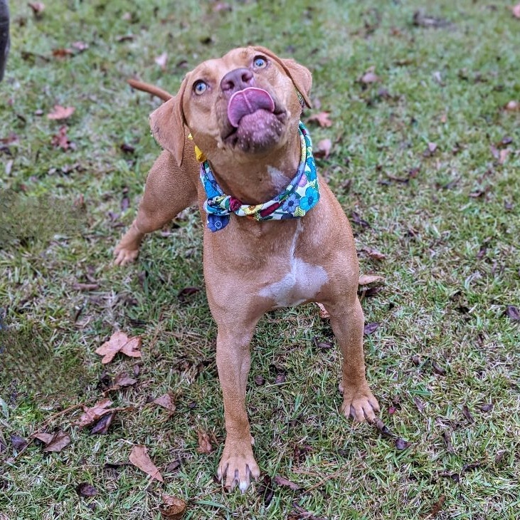 Goldie, an adoptable mixed breed in Helena, AL image 2/6