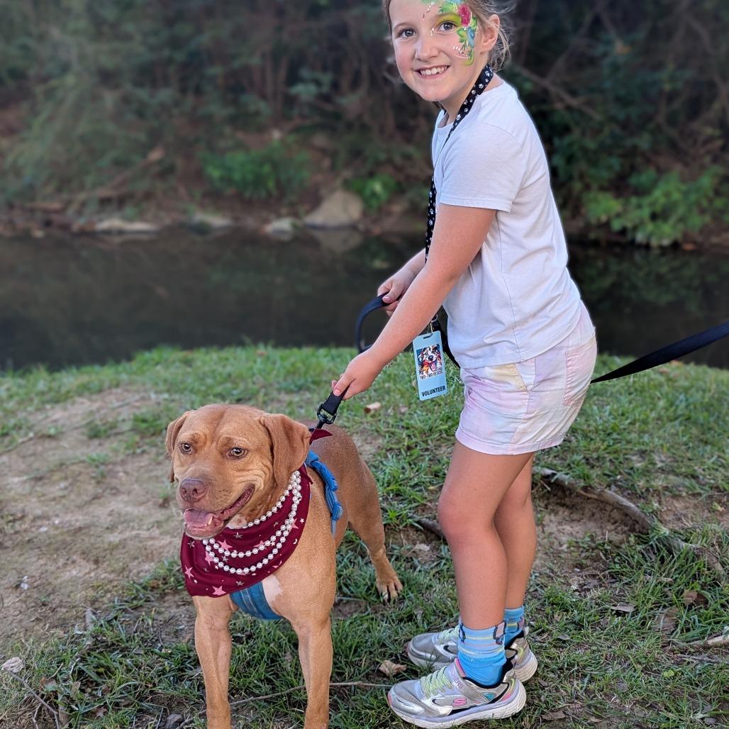Goldie, adoptable, Adult Female Pit Bull Terrier & Mixed Breed.
