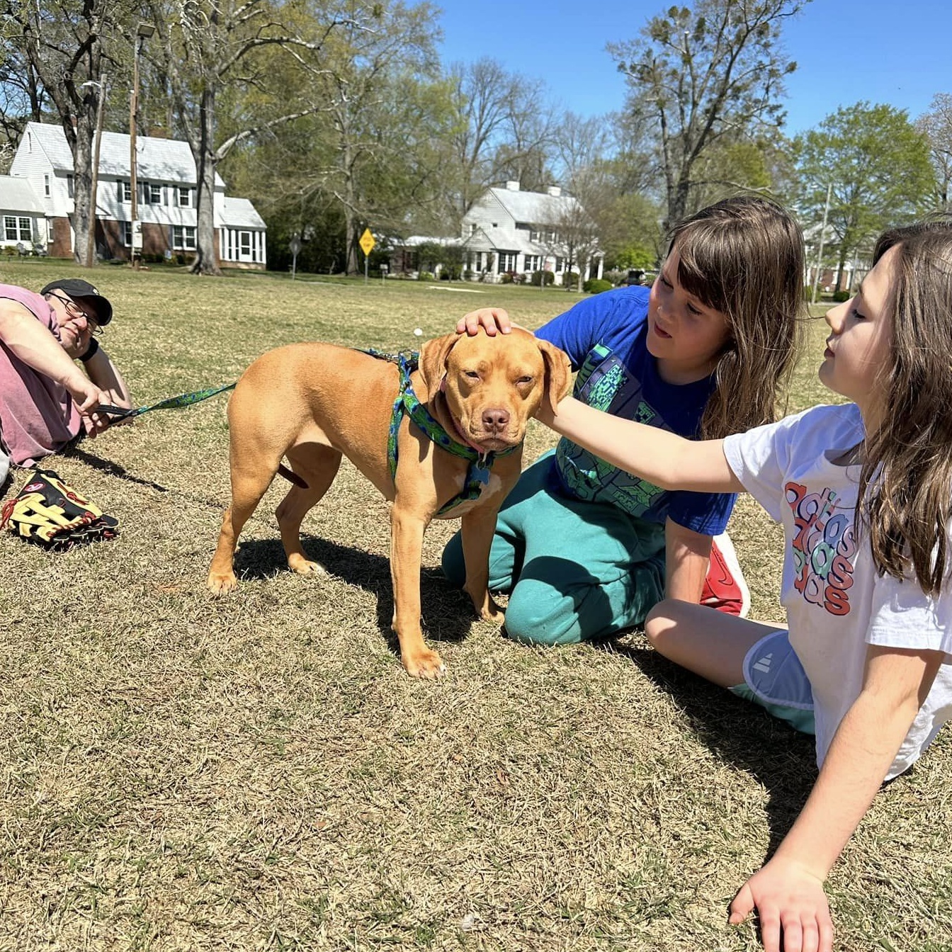 Goldie, an adoptable mixed breed in Helena, AL image 6/6
