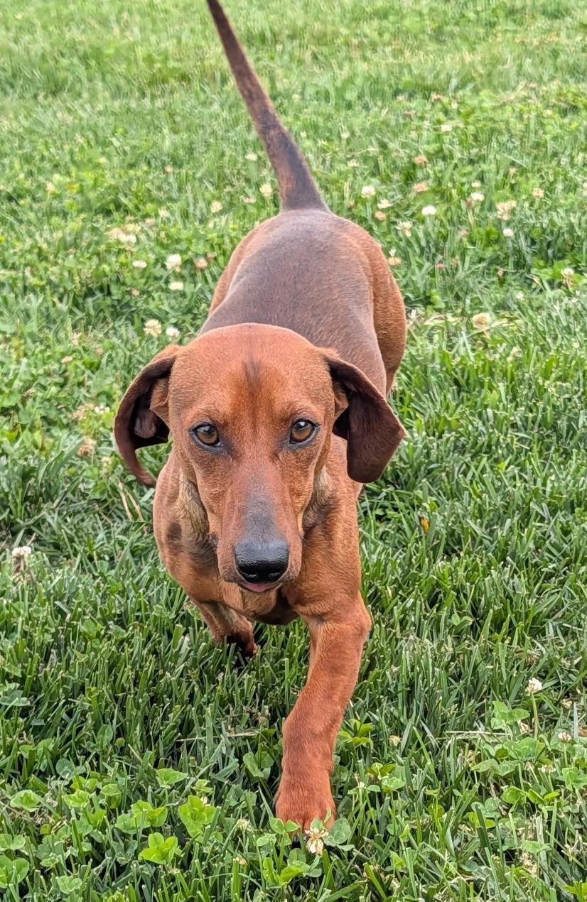 Enlarge Hugo in TN, a ADOPTABLE Dachshund in Shelbyville, TN image 5/5