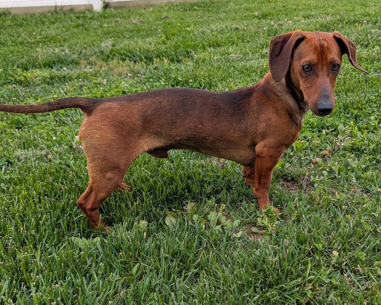 Enlarge Hugo in TN, a ADOPTABLE Dachshund in Shelbyville, TN image 4/5