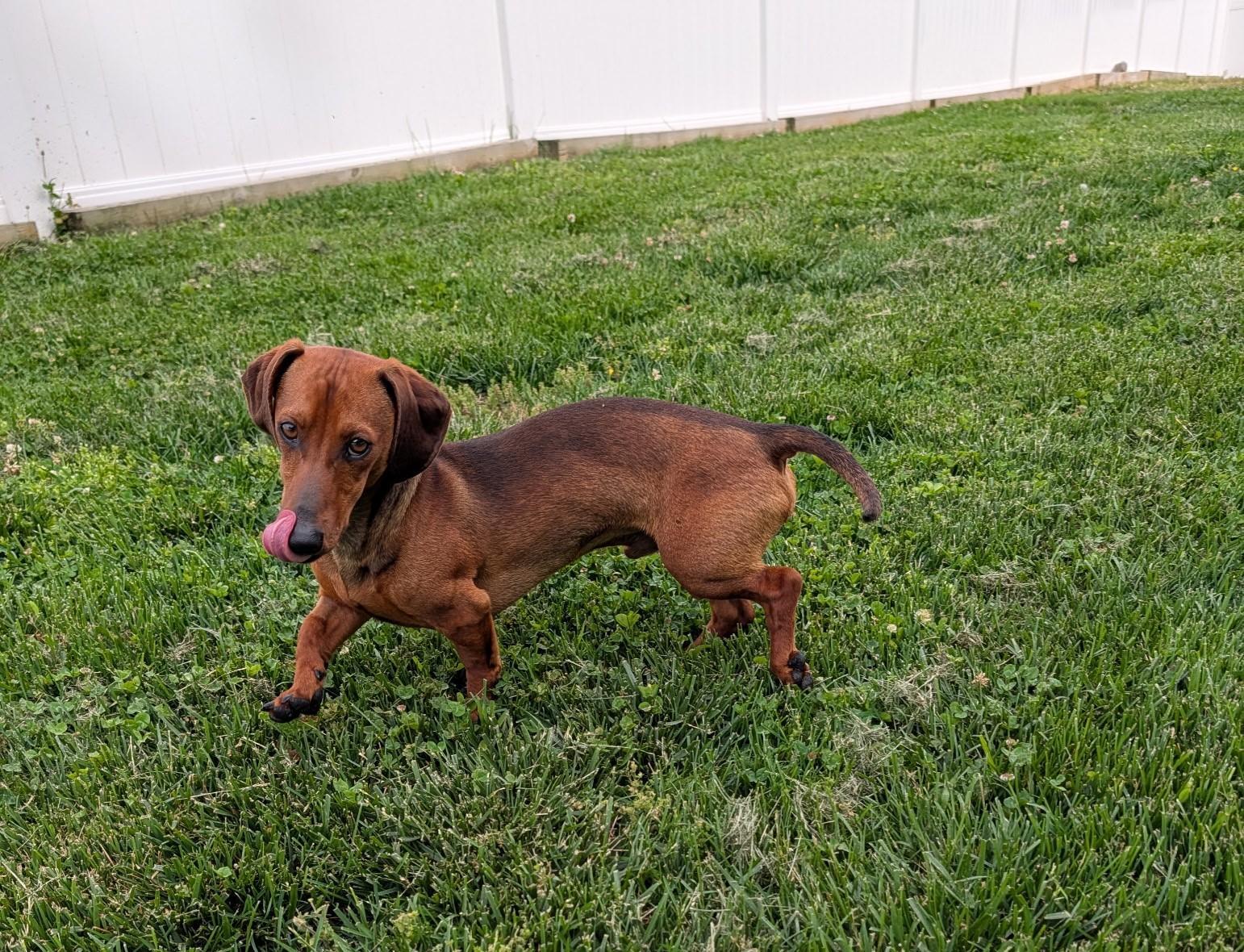 Enlarge Hugo in TN, a ADOPTABLE Dachshund in Shelbyville, TN image 3/5