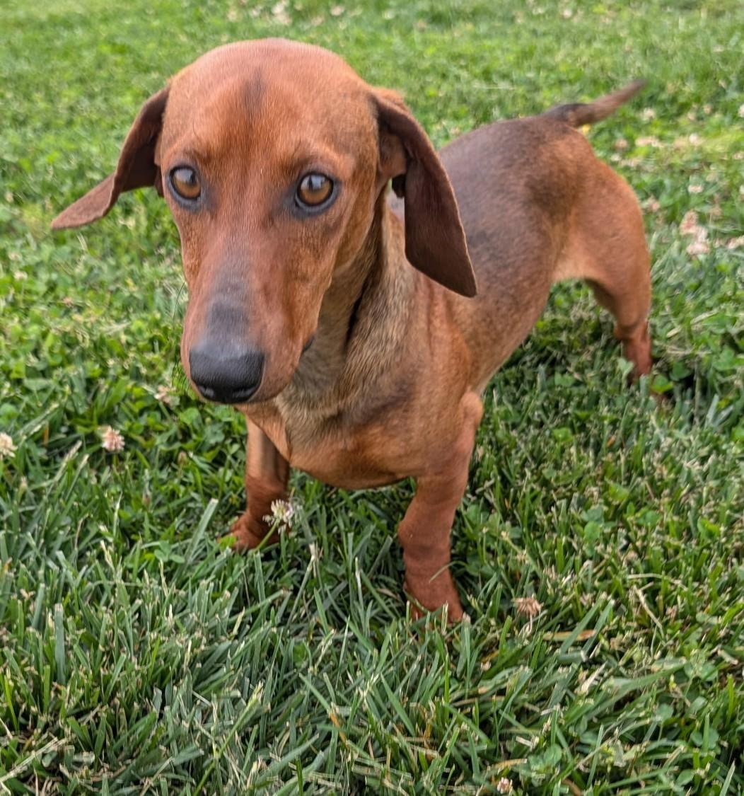 Hugo in TN, ADOPTABLE, Young Male Dachshund.