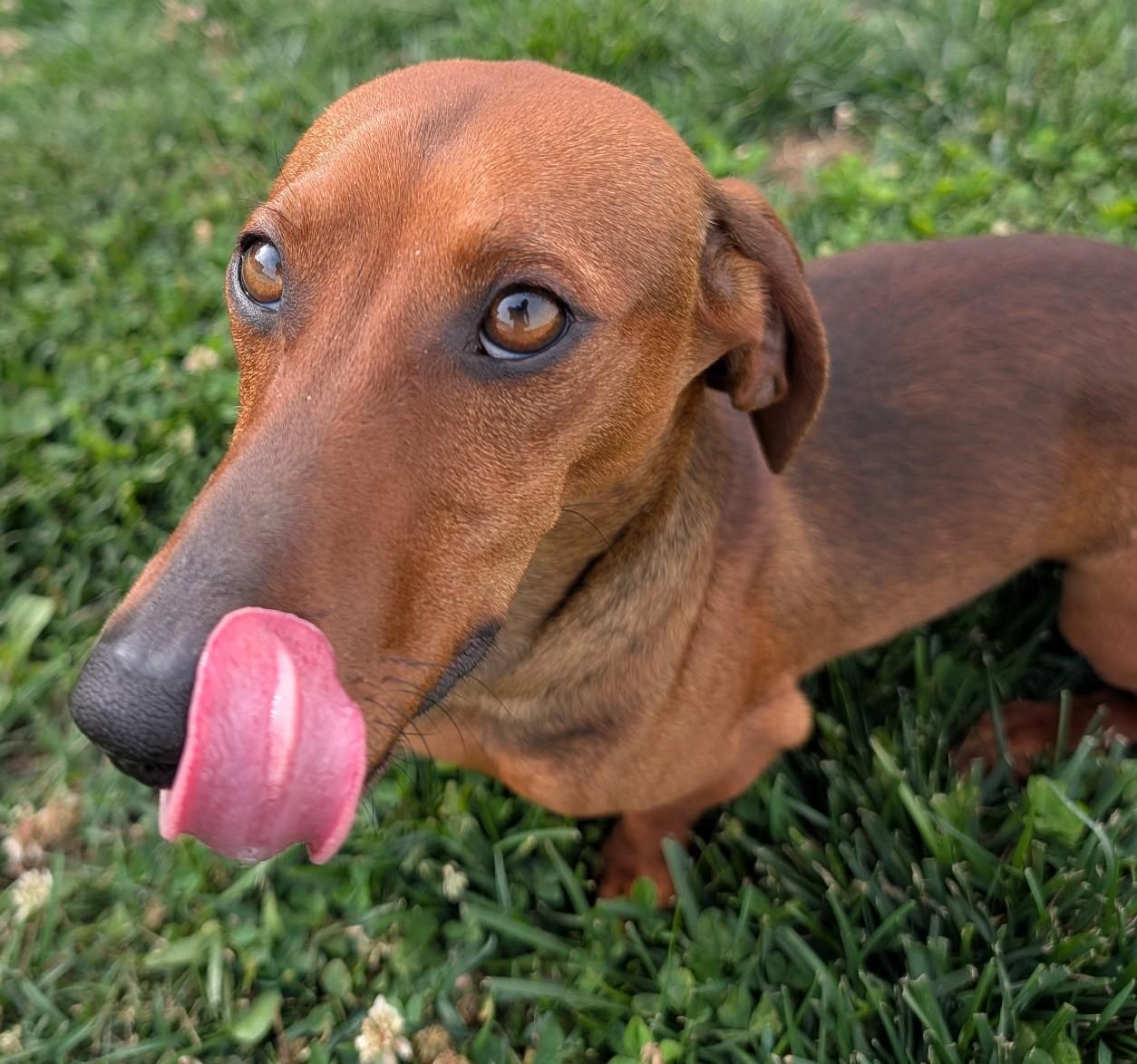 Enlarge Hugo in TN, a ADOPTABLE Dachshund in Shelbyville, TN image 2/5