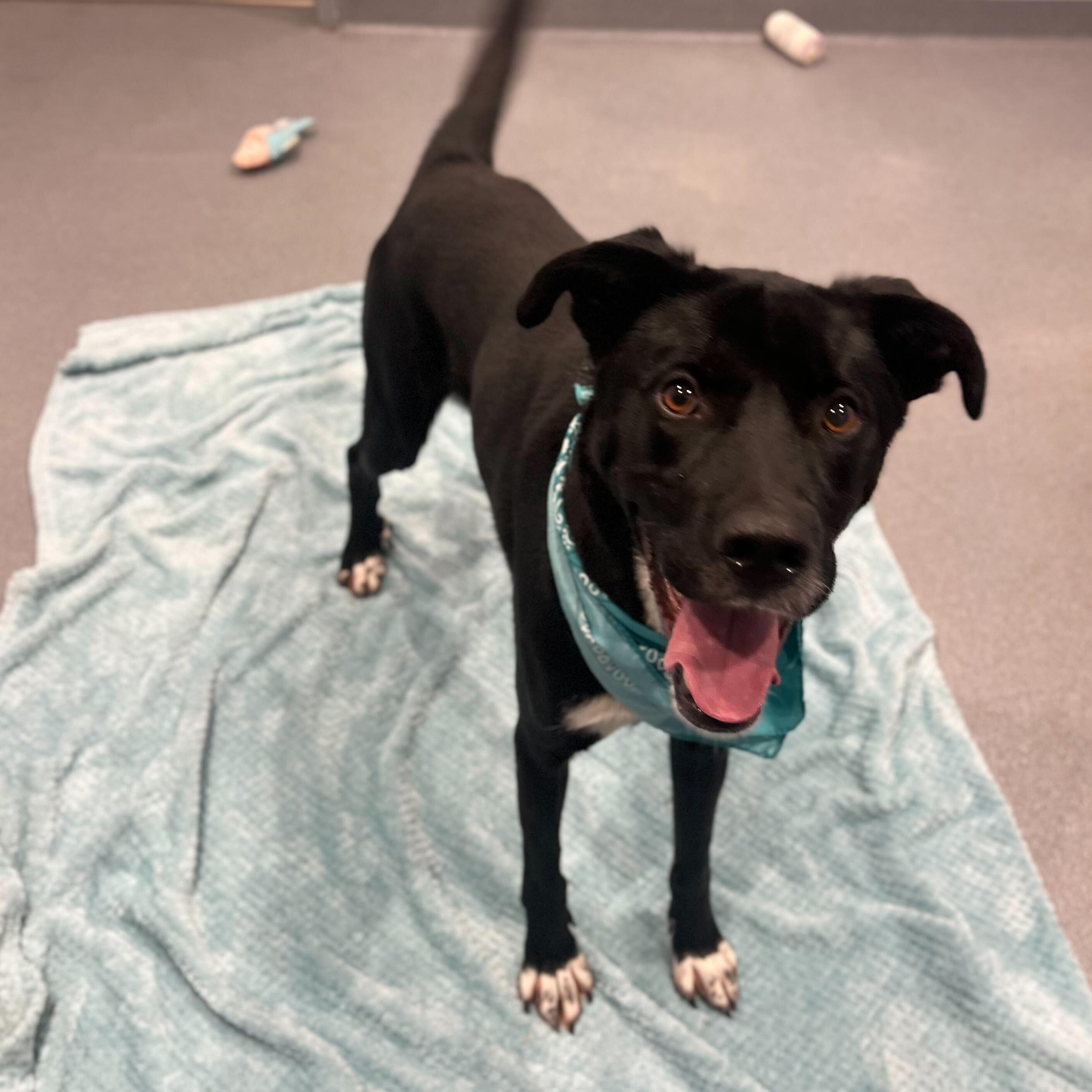 Enlarge Happy, an adopted Mixed Breed in Canal Winchester, OH image 5/5