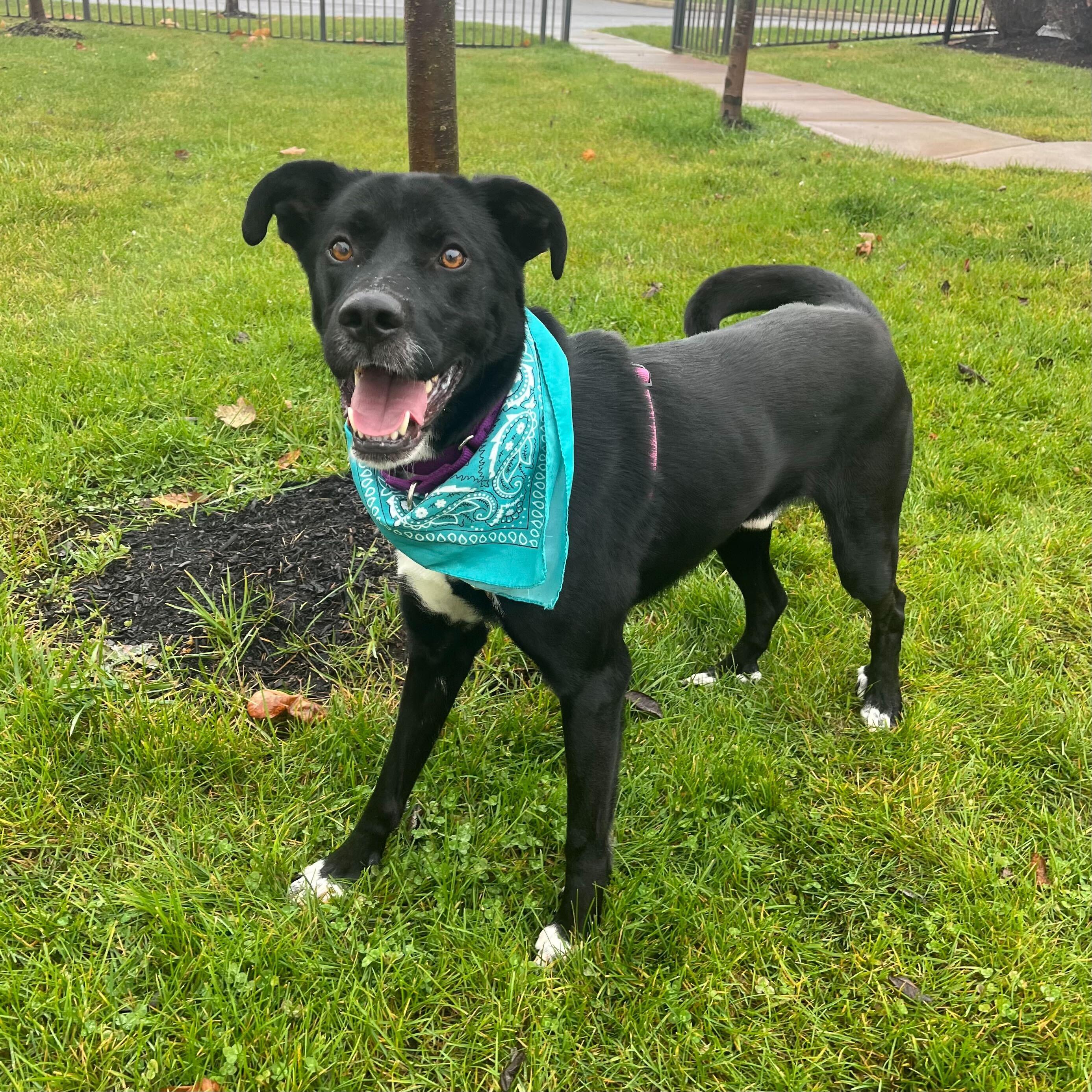 Happy, Adoptable, Young Male Mixed Breed.