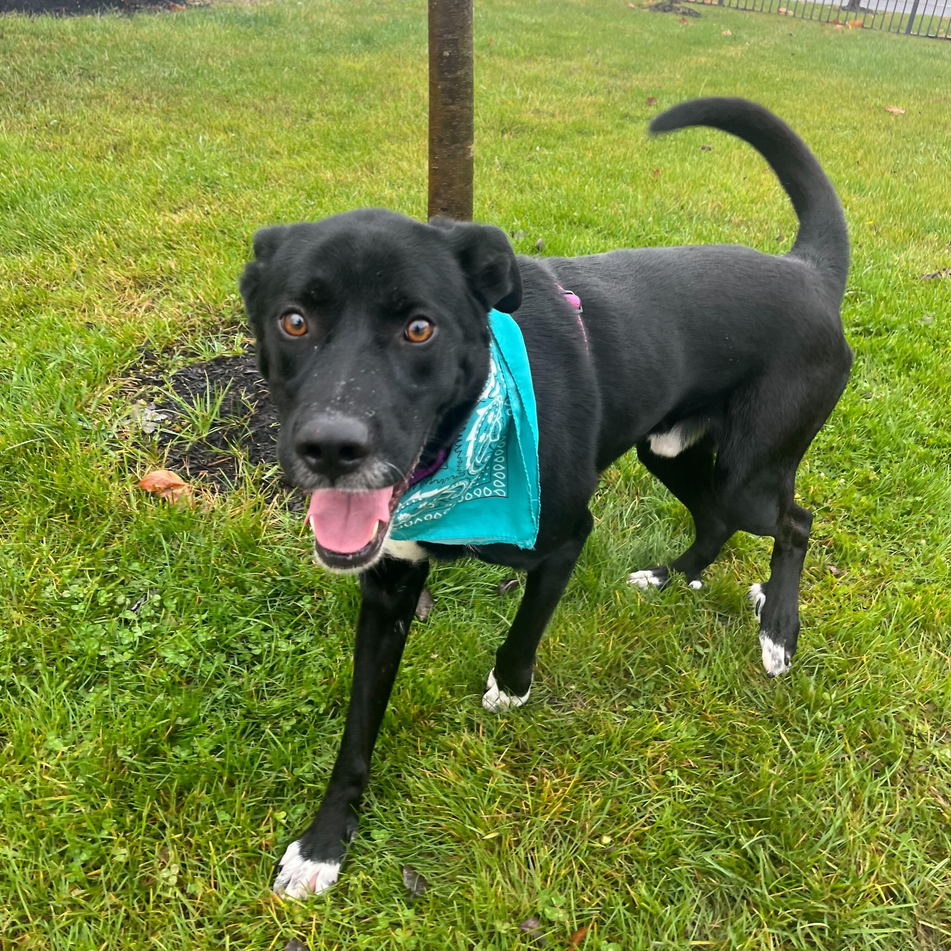 Enlarge Happy, an adopted Mixed Breed in Canal Winchester, OH image 3/5