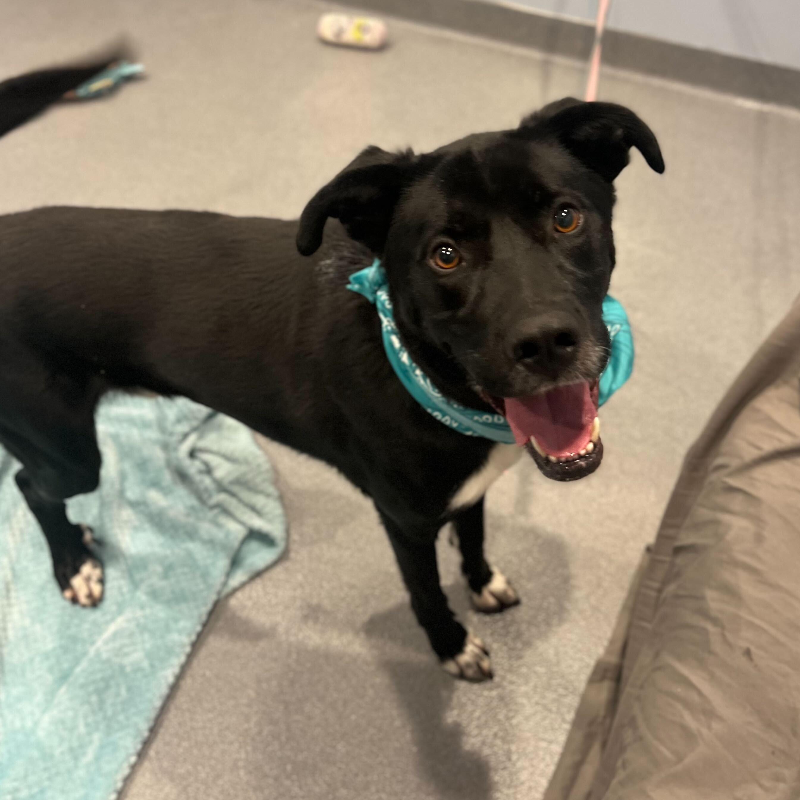 Enlarge Happy, an adopted Mixed Breed in Canal Winchester, OH image 4/5