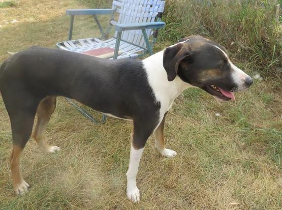 Enlarge Clint, a Adoptable mixed breed in Clinton, ME image 3/3