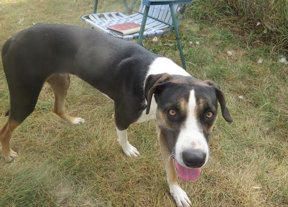 Enlarge Clint, a Adoptable mixed breed in Clinton, ME image 2/3