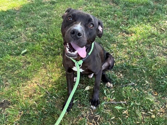 BENJAMIN, Adoptable, Young Male Pit Bull Terrier.