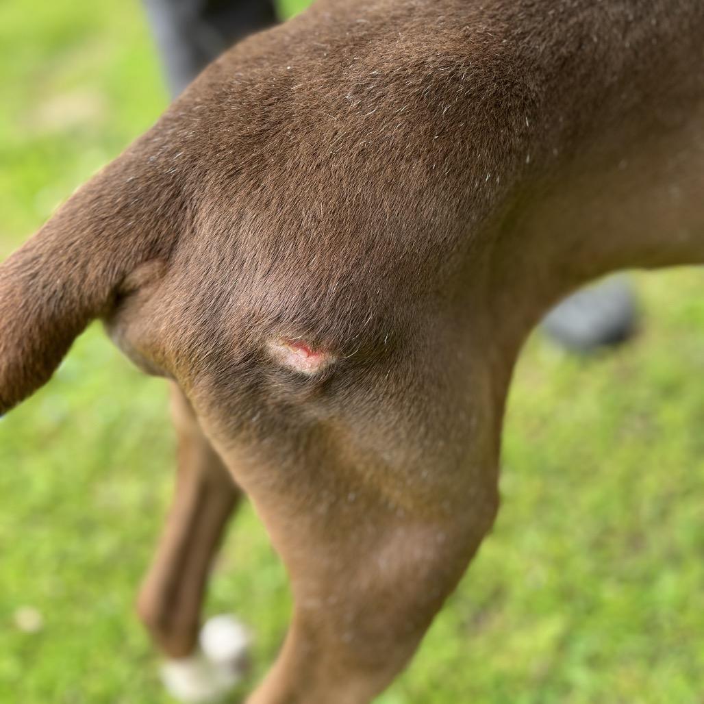 Enlarge Tommy, a Adoptable mixed breed in Clanton, AL image 1/4