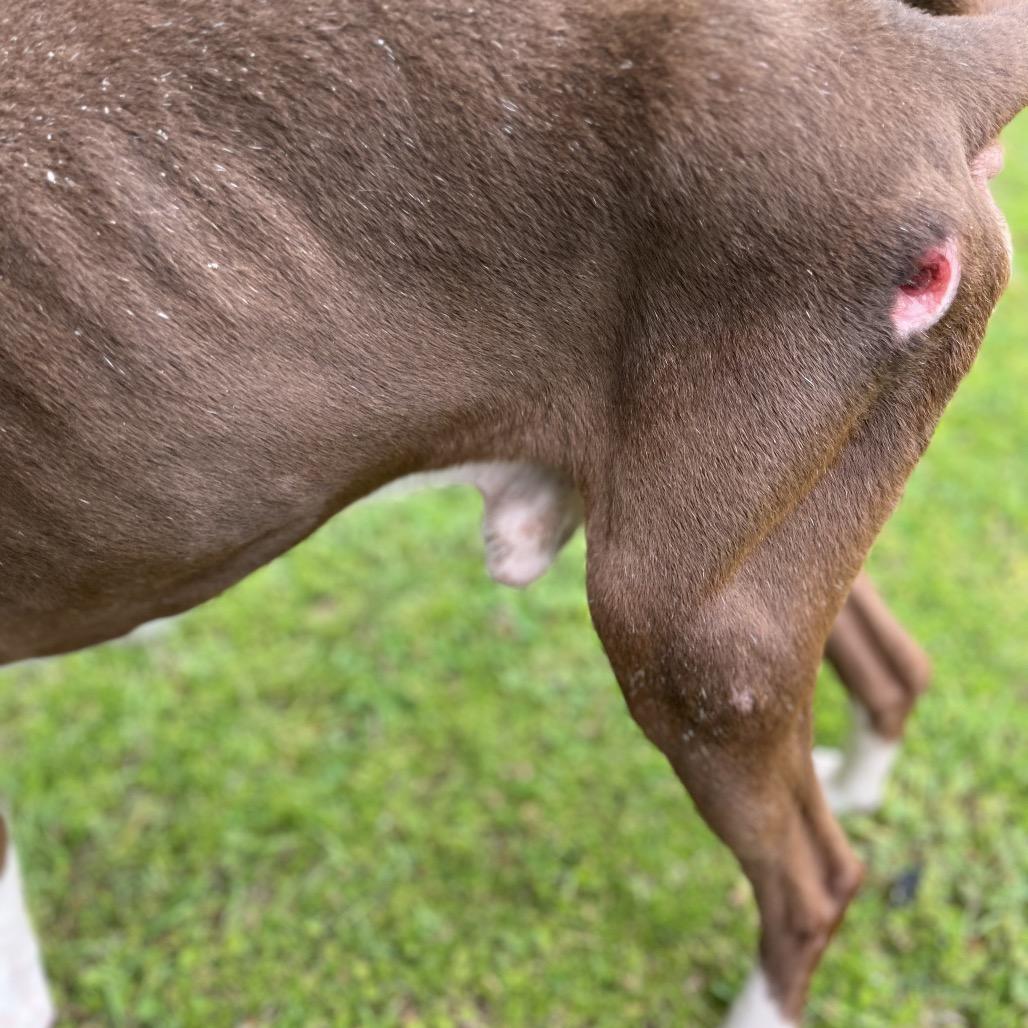Enlarge Tommy, a Adoptable mixed breed in Clanton, AL image 2/4