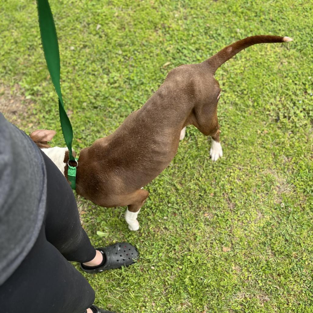 Enlarge Tommy, a Adoptable mixed breed in Clanton, AL image 3/4