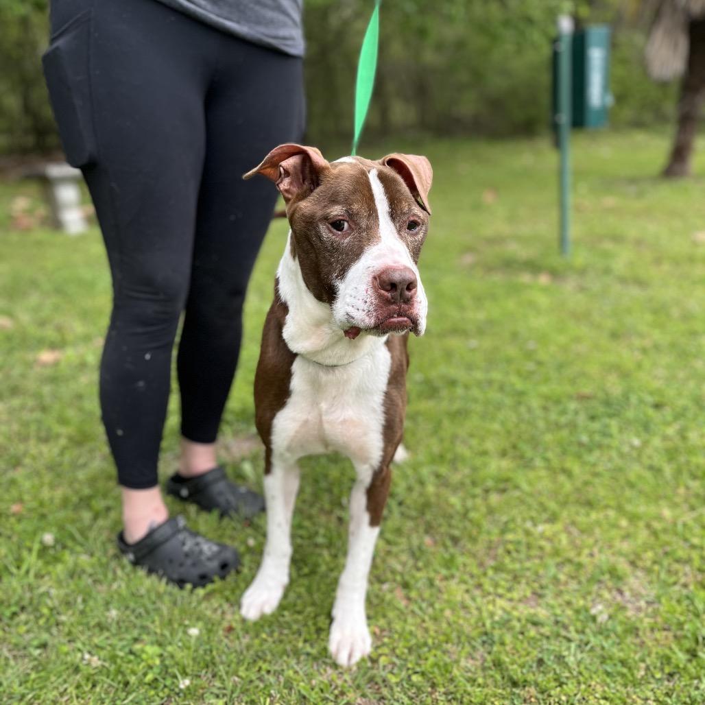 Enlarge Tommy, a Adoptable mixed breed in Clanton, AL image 4/4