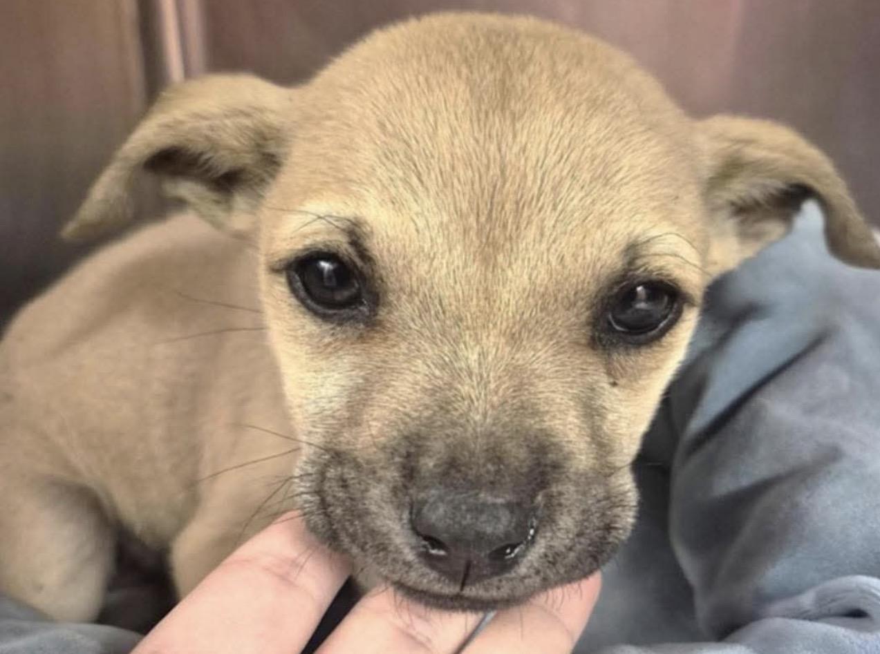 Light, ADOPTABLE, Young Female Mixed Breed.
