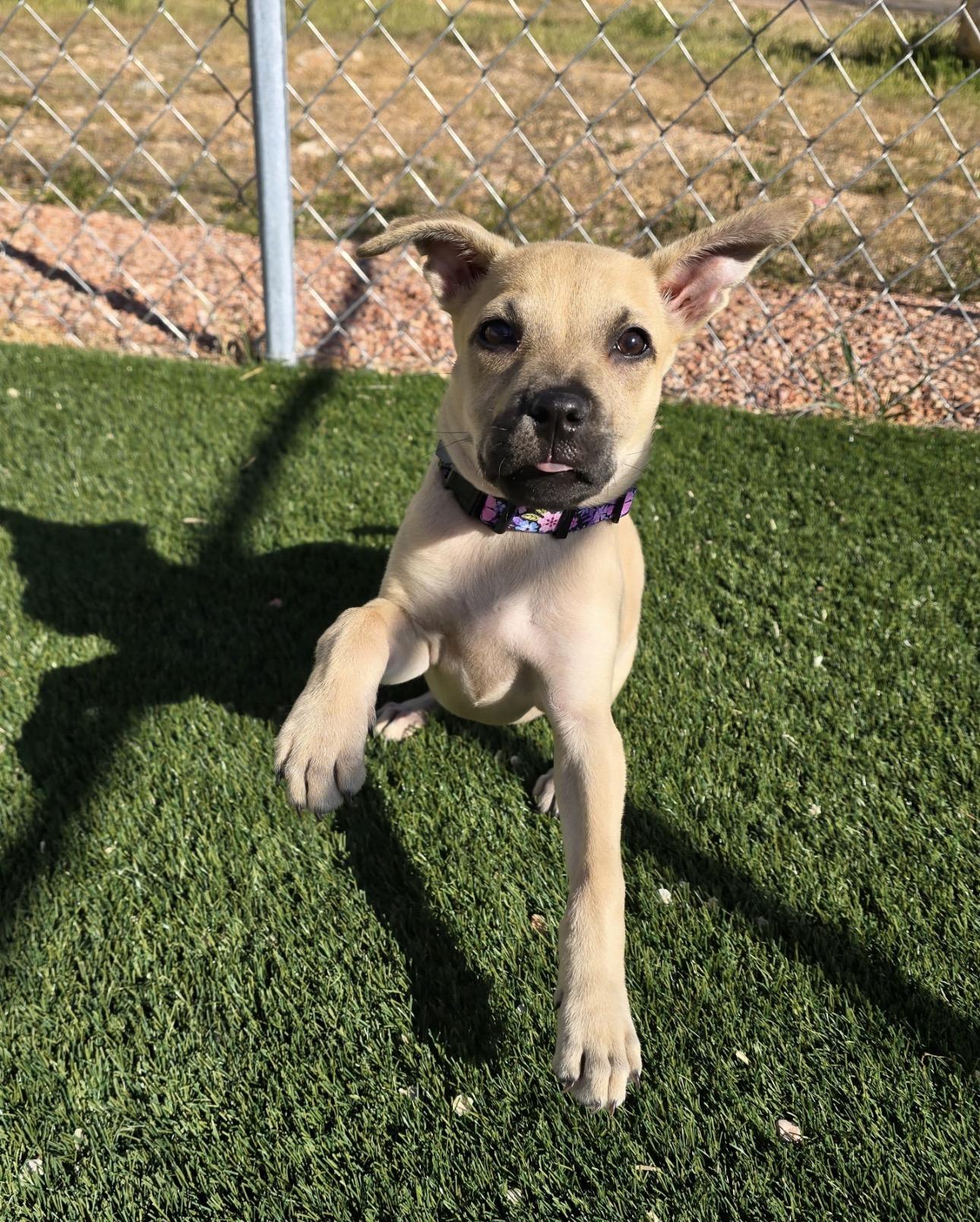 Enlarge Light, a ADOPTABLE mixed breed in Fort Collins, CO image 2/4