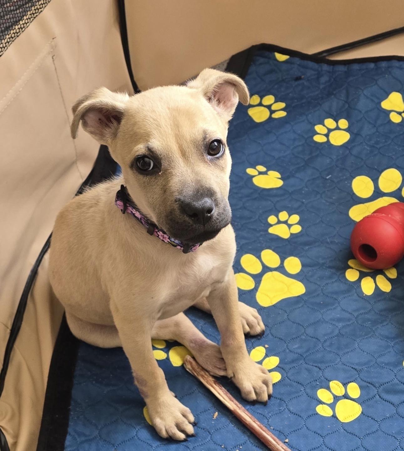 Enlarge Light, a ADOPTABLE mixed breed in Fort Collins, CO image 3/4