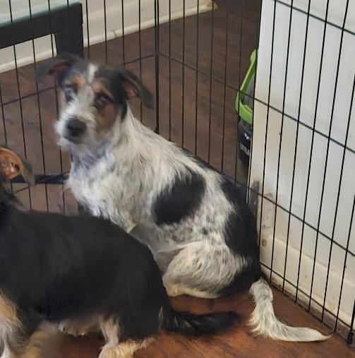 Enlarge Weston, a Adoptable mixed breed in Rochester, NY image 3/3