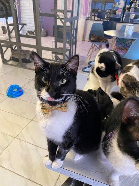 Drake BONDED with Kendrick, Adoptable, Adult Male Domestic Short Hair & Tuxedo.