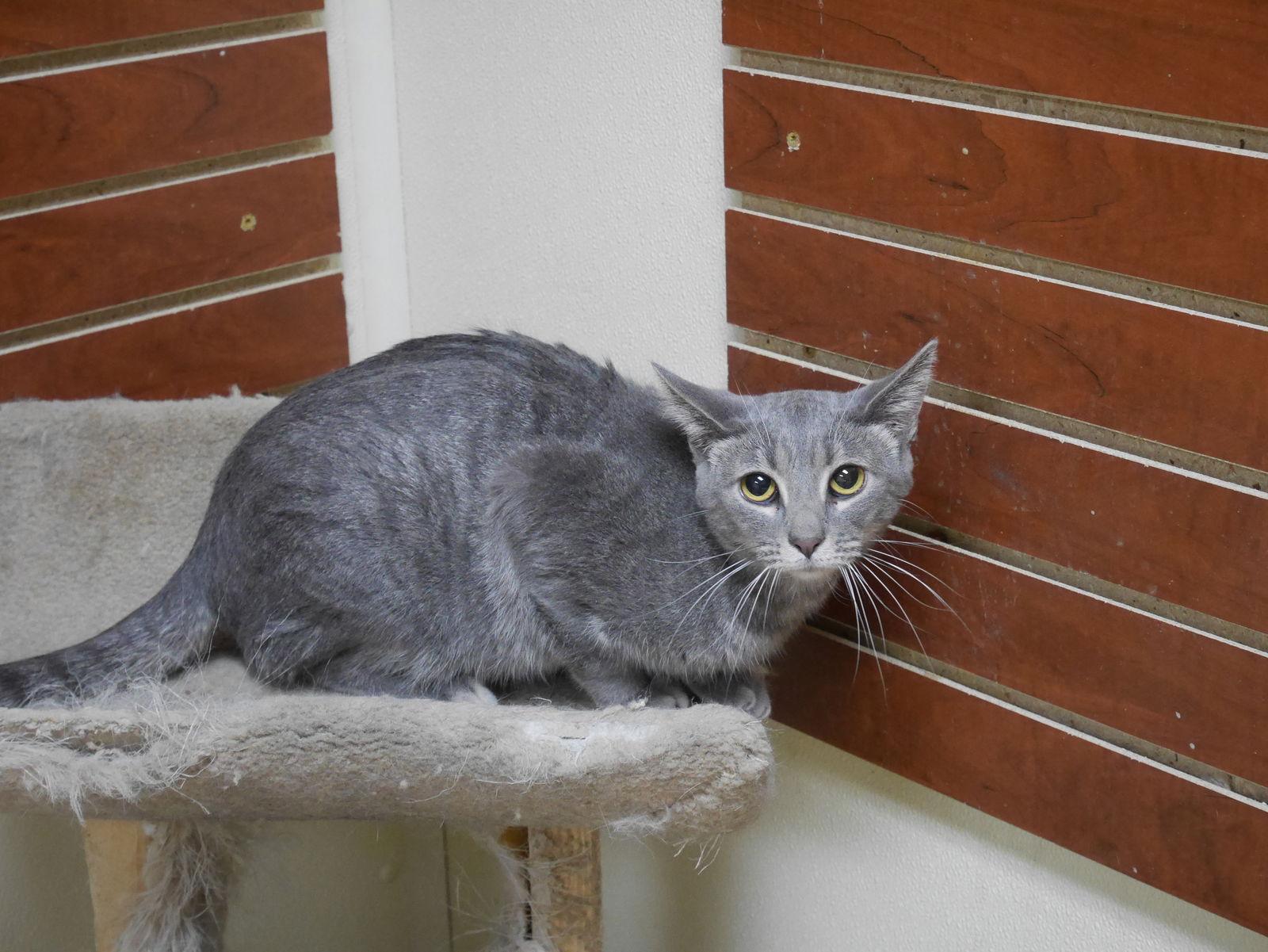 PATTY, Adoptable, Adult Female Domestic Short Hair.