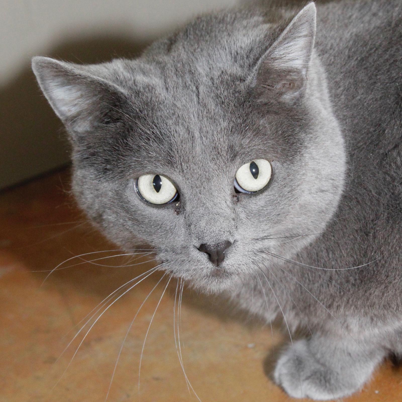 Enlarge PATTY, a Adoptable Domestic Short Hair in Austin, MN image 2/2