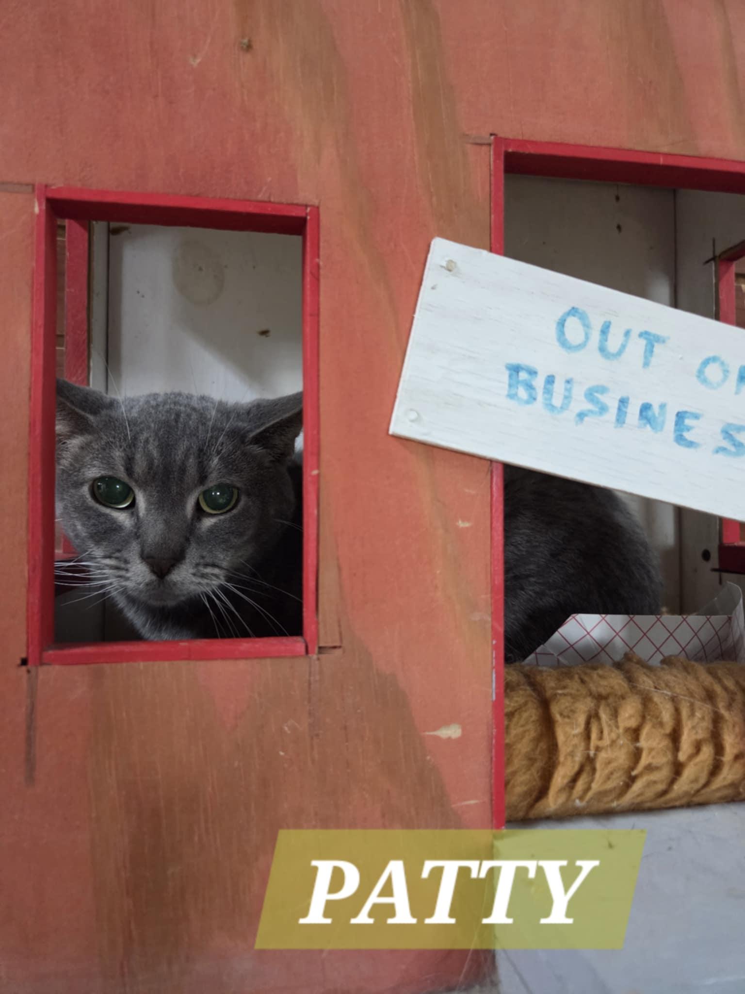 PATTY, a Adoptable Domestic Short Hair in Austin, MN image 3/3