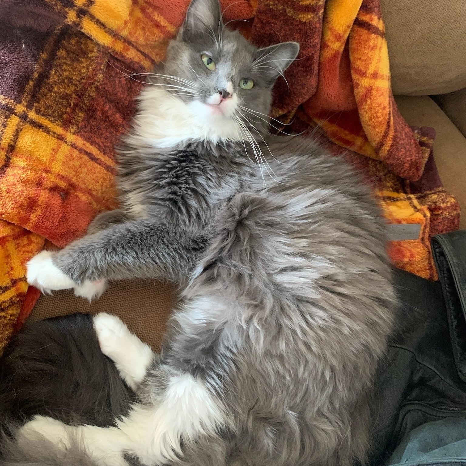 Ivy, ADOPTABLE, Adult Female Domestic Long Hair.