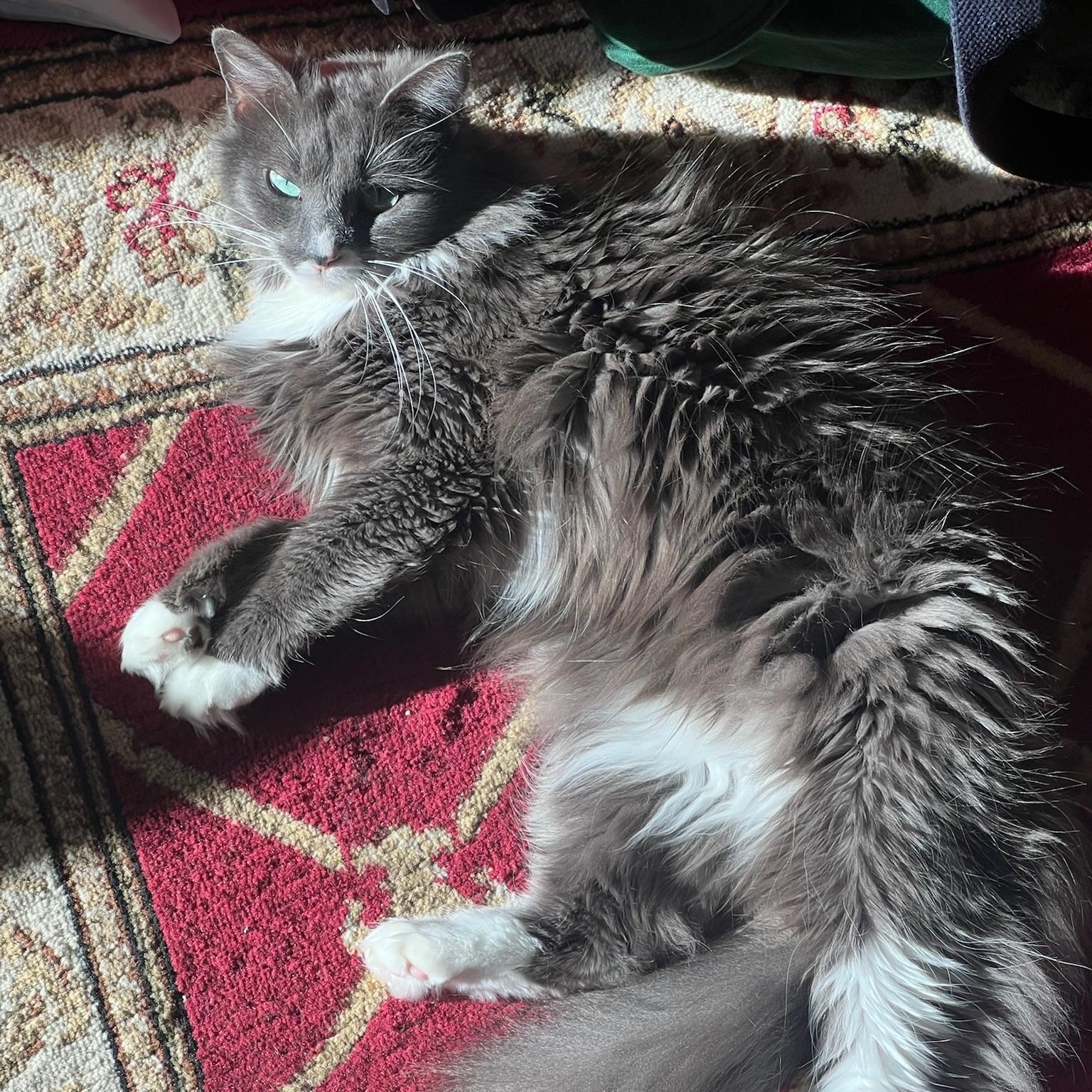 Enlarge Ivy, a ADOPTABLE Domestic Long Hair in Ypsilanti, MI image 2/3