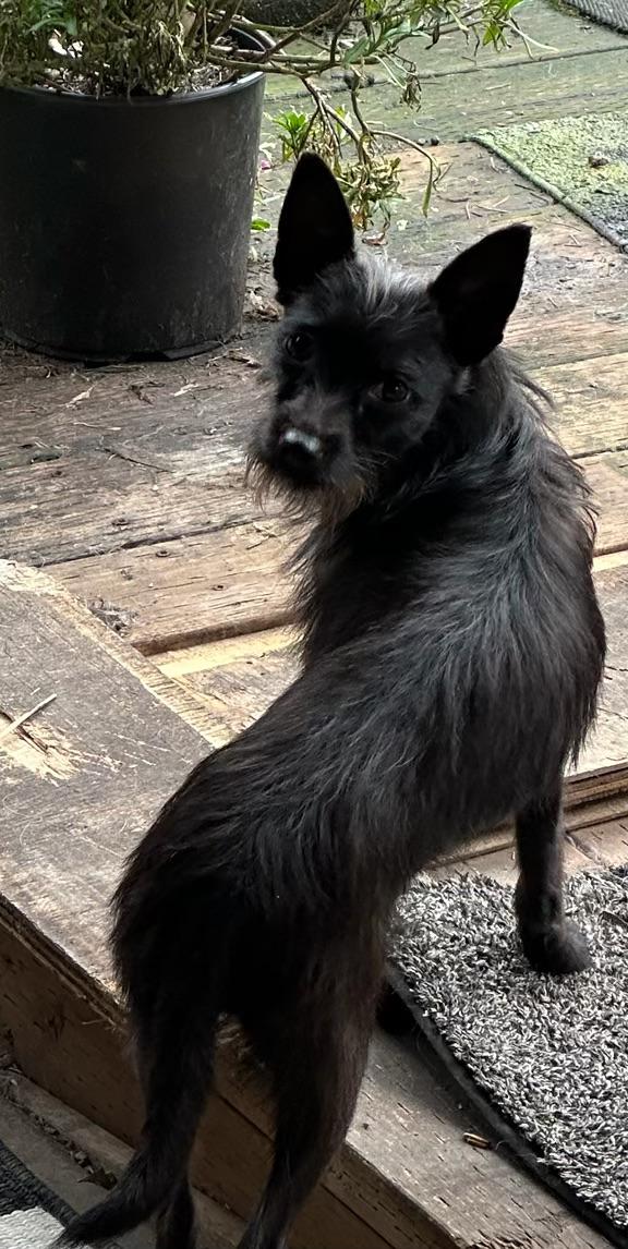 Izzy, ADOPTABLE, Young Female Terrier.