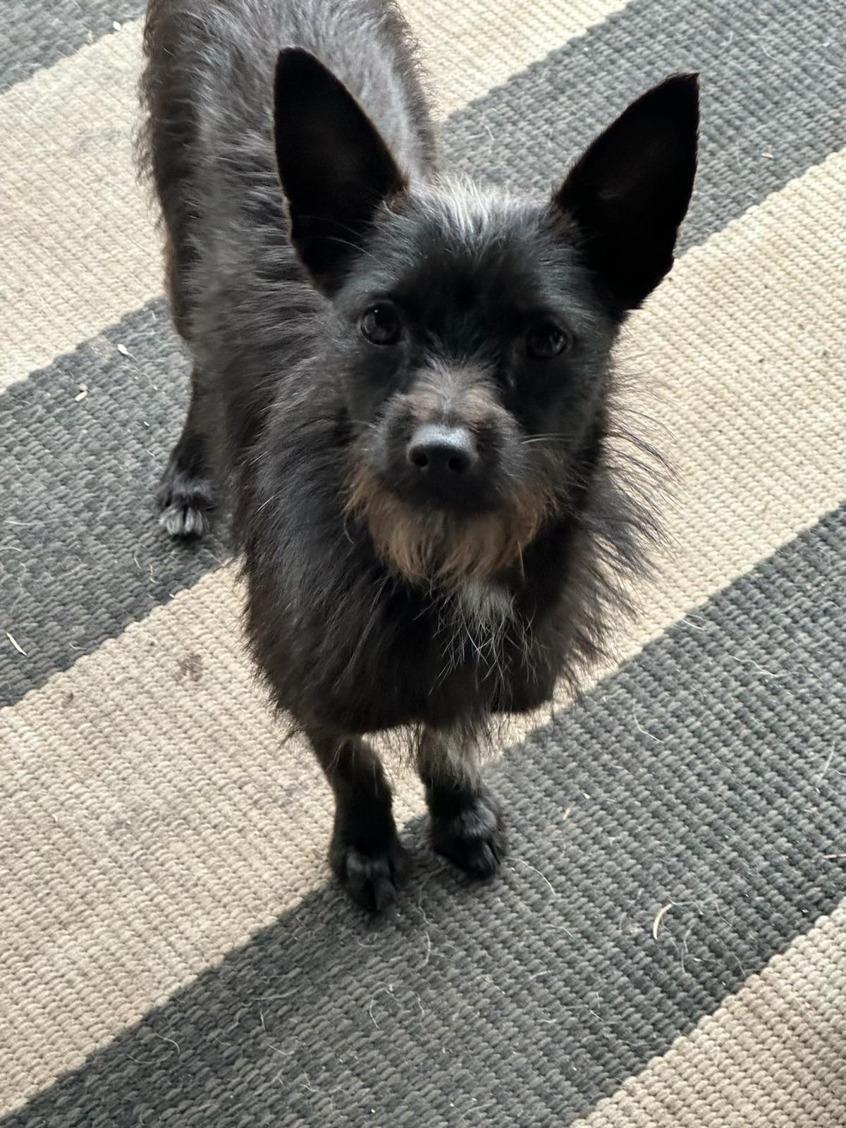 Izzy, a ADOPTABLE mixed breed in McMinnville, OR image 2/2