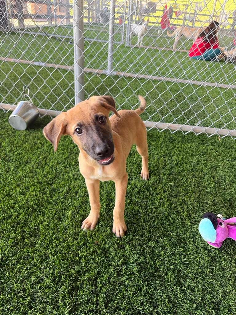 Enlarge Pochito, an adopted Mixed Breed in Philadelphia, PA image 2/6