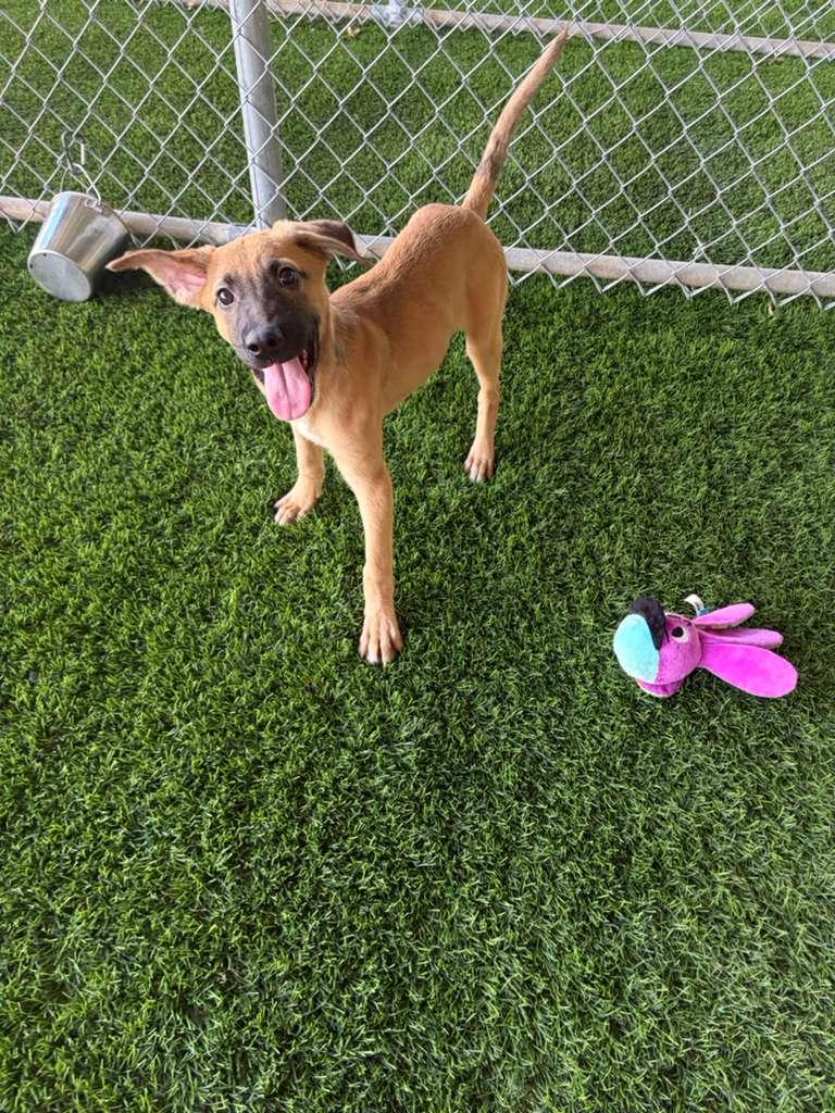 Enlarge Pochito, an adopted Mixed Breed in Philadelphia, PA image 5/6
