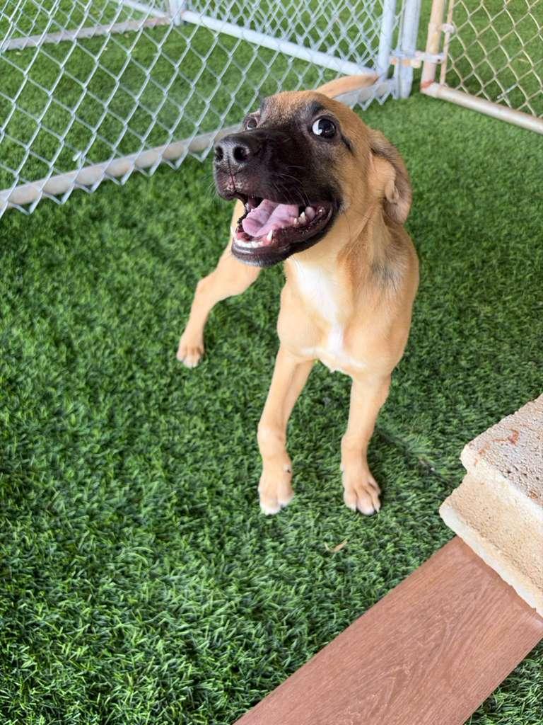 Enlarge Pochito, an adopted Mixed Breed in Philadelphia, PA image 3/6