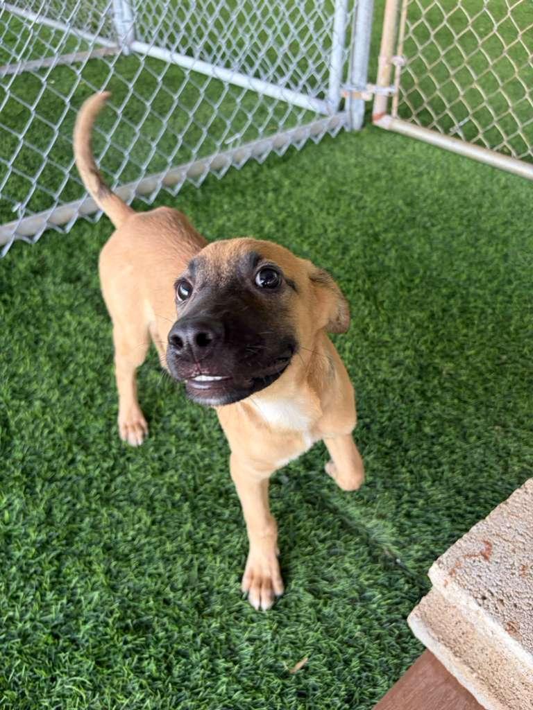 Pochito, adopted, Puppy Male Mixed Breed.