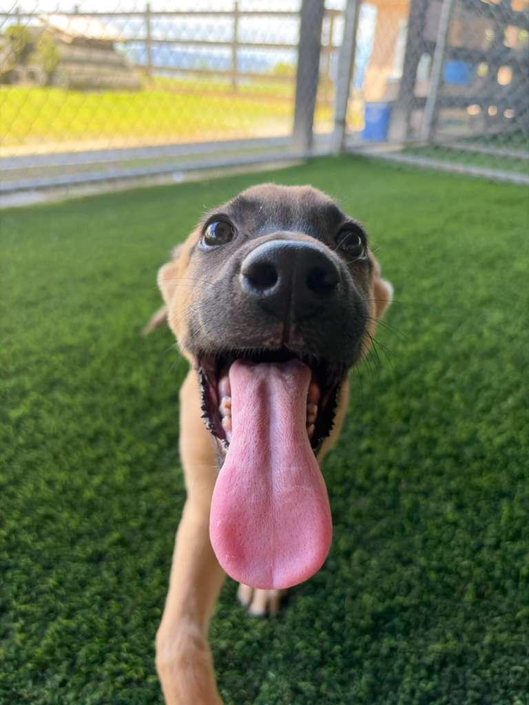 Enlarge Pochito, an adopted Mixed Breed in Philadelphia, PA image 6/6