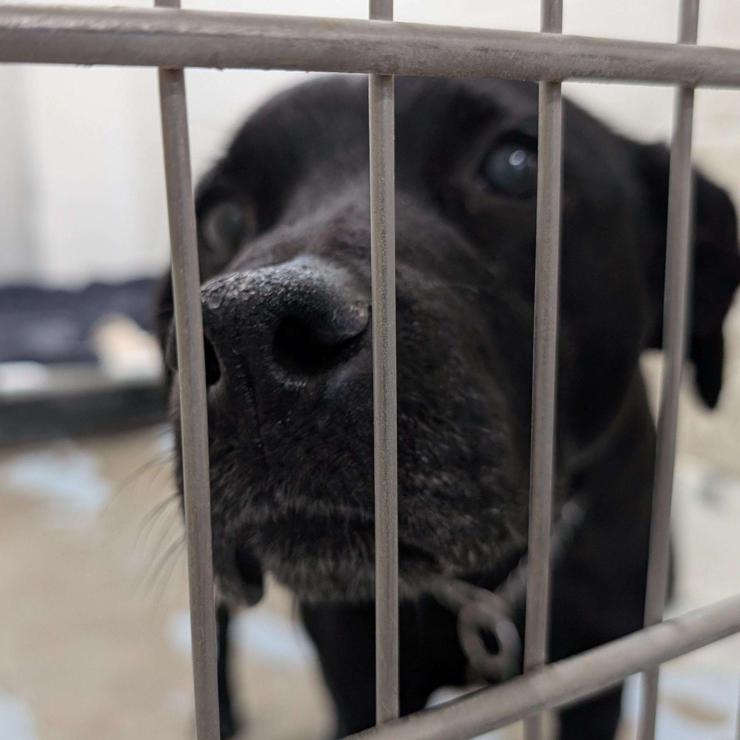 Enlarge 190555 LOOKING FOR OWNER, a ADOPTABLE mixed breed in Ravenna, OH image 2/2