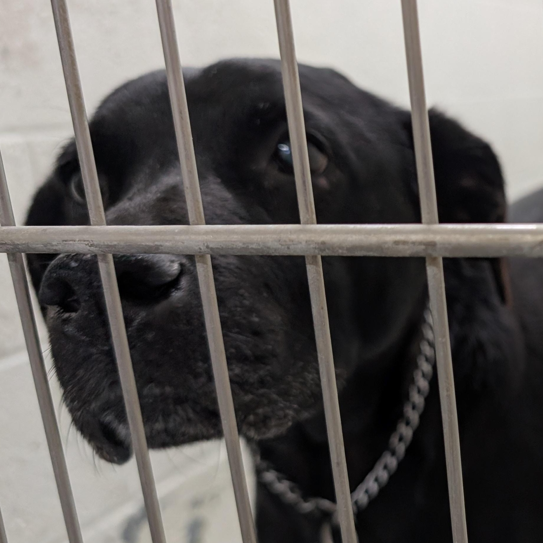 190555 LOOKING FOR OWNER, ADOPTABLE, Adult Female Labrador Retriever.