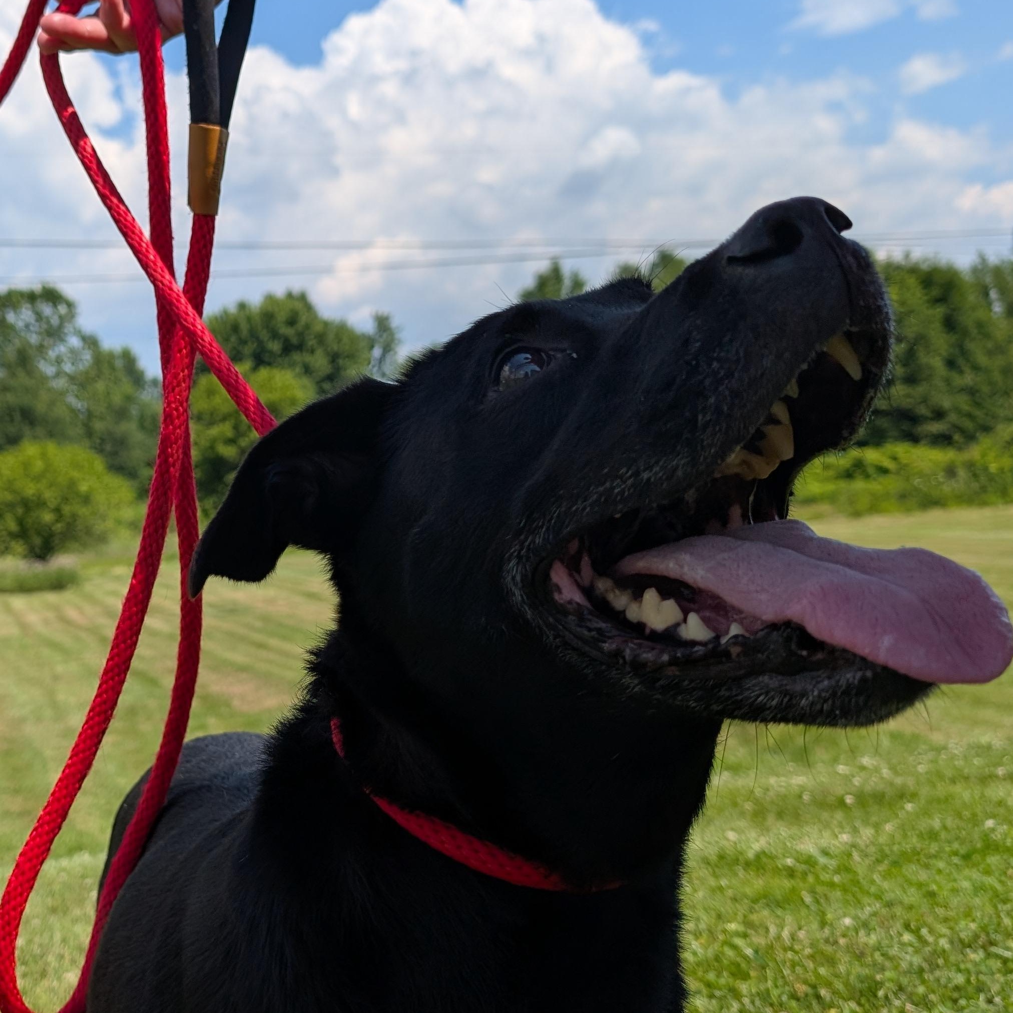 190555 Candy LOOKING FOR OWNER, ADOPTABLE, Adult Female Labrador Retriever.