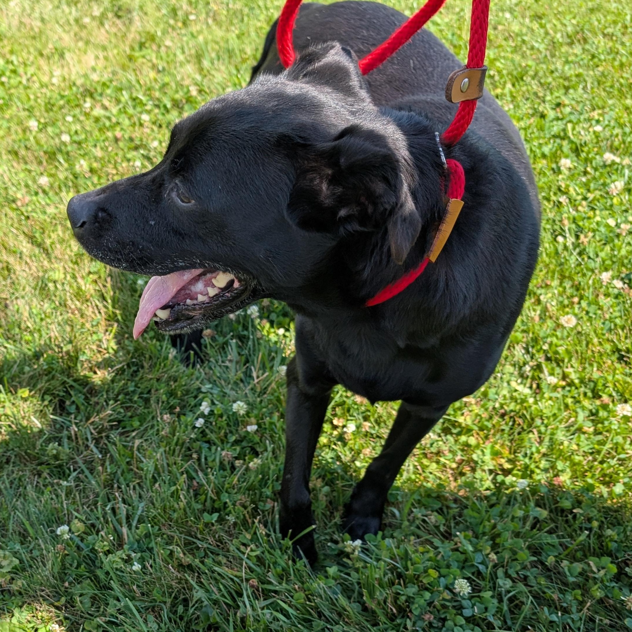 190555 Candy LOOKING FOR OWNER, a ADOPTABLE mixed breed in Ravenna, OH image 2/5