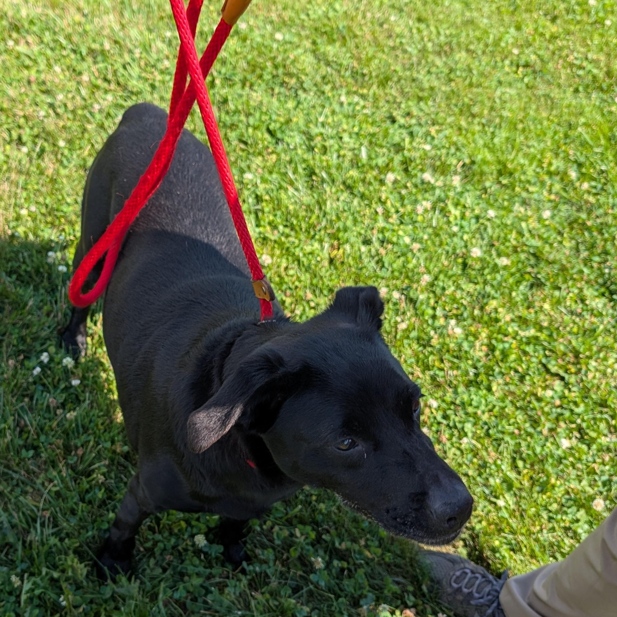 190555 Candy LOOKING FOR OWNER, a ADOPTABLE mixed breed in Ravenna, OH image 3/5