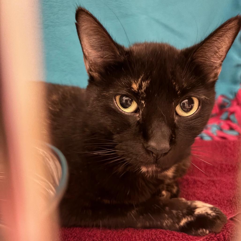 Enlarge Santana, a Adoptable Domestic Short Hair in Council Bluffs, IA image 1/1