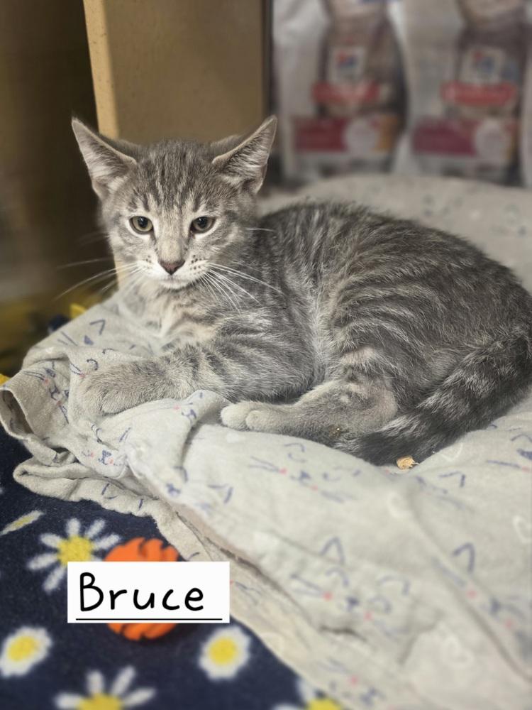 Bruce GFRCC, Adoptable, Kitten Male Domestic Short Hair.
