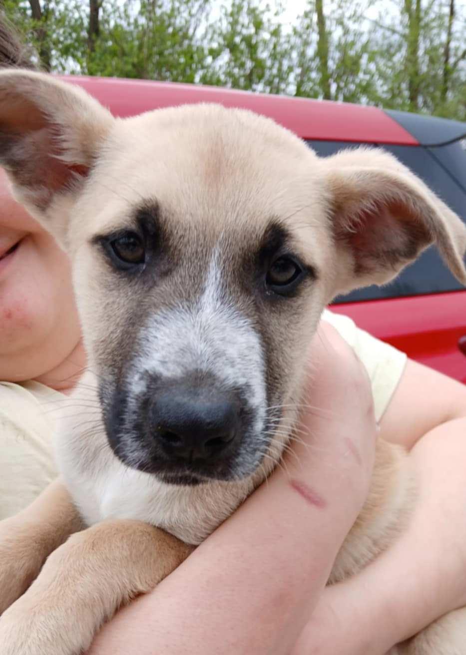 Tot, a Adoptable Mixed Breed in Princeton, IN image 1/2